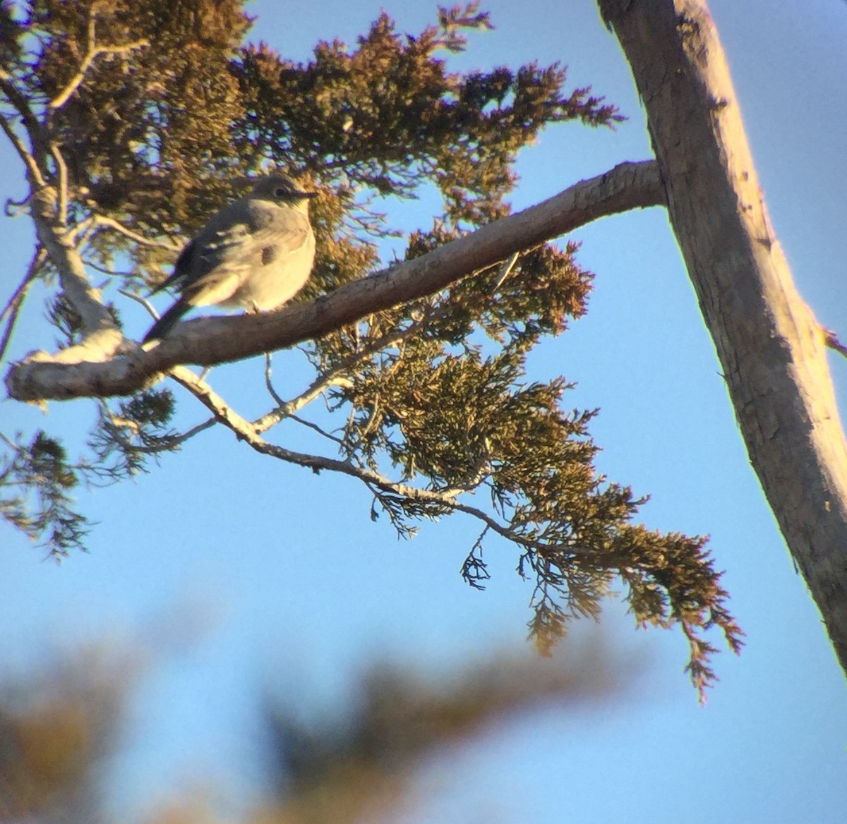 Townsend's Solitaire - ML209317991