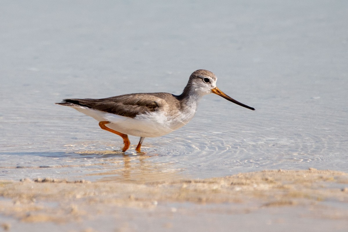 Terek Sandpiper - Nikos Mavris