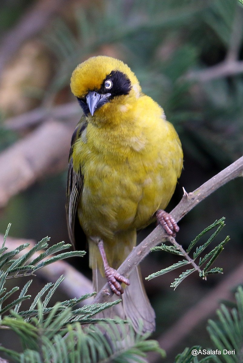 Baglafecht Weaver (Baglafecht) - Fanis Theofanopoulos (ASalafa Deri)