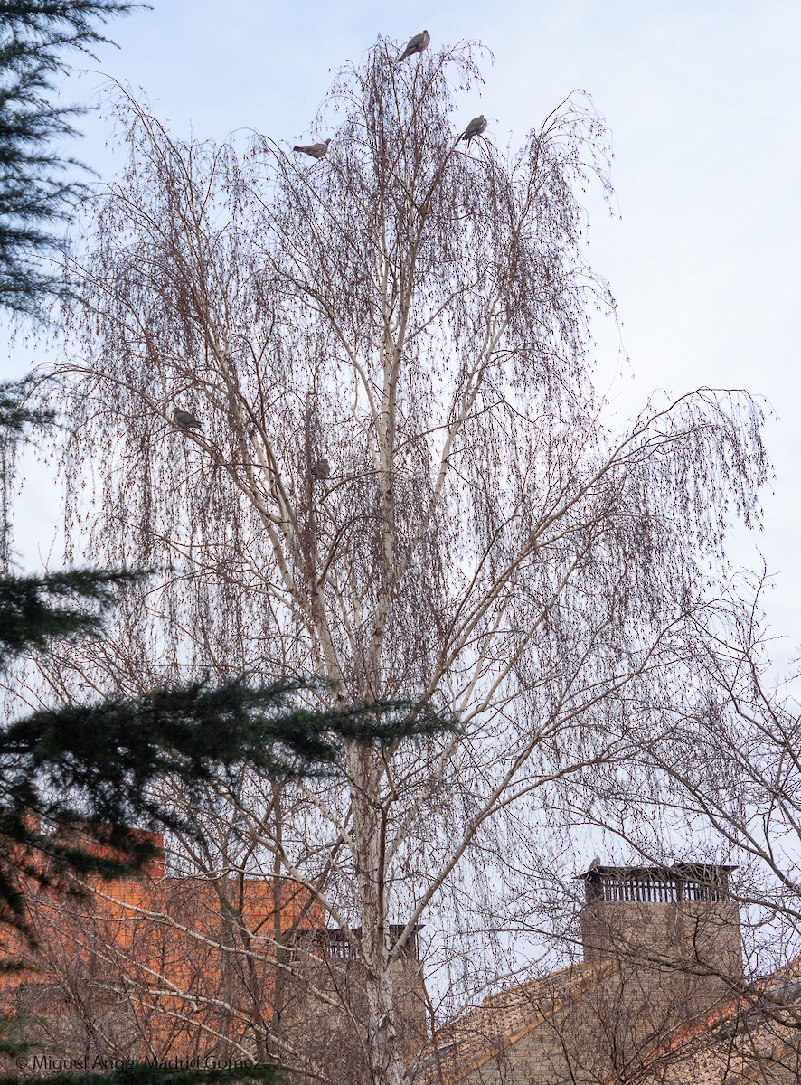 Ойн тагтаа - ML209319301