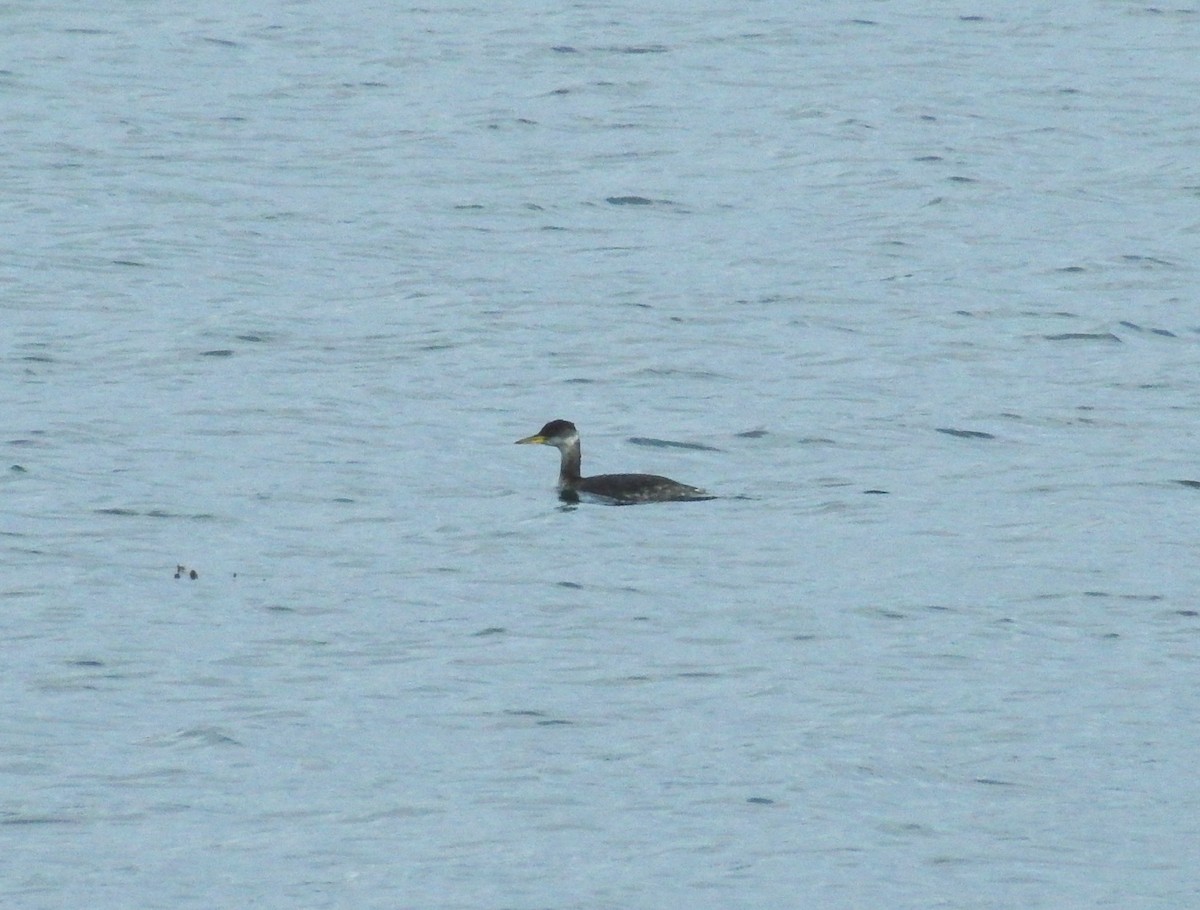 Red-necked Grebe - ML209320401