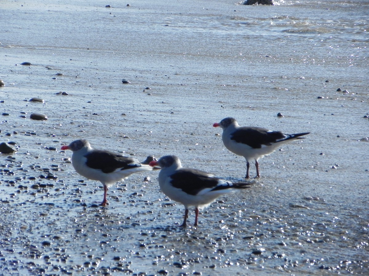 Dolphin Gull - ML209325061