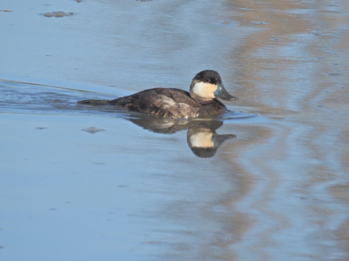 Ruddy Duck - ML209326661