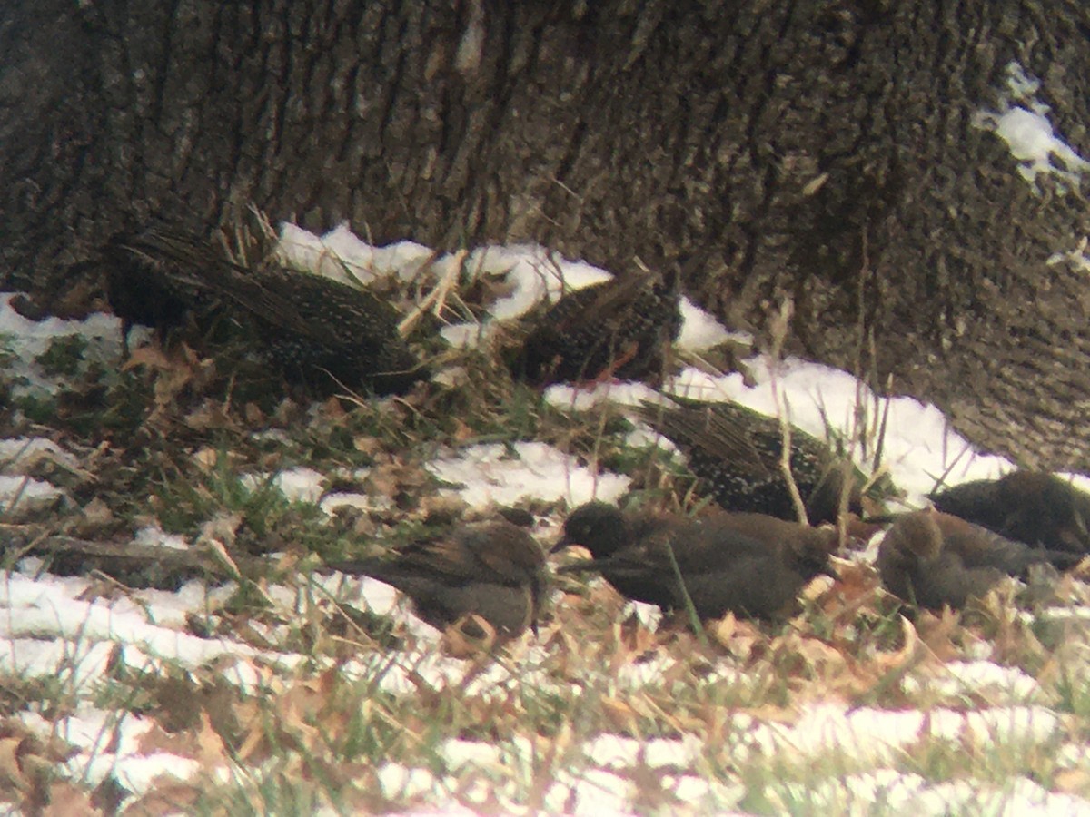 Rusty Blackbird - ML209327531