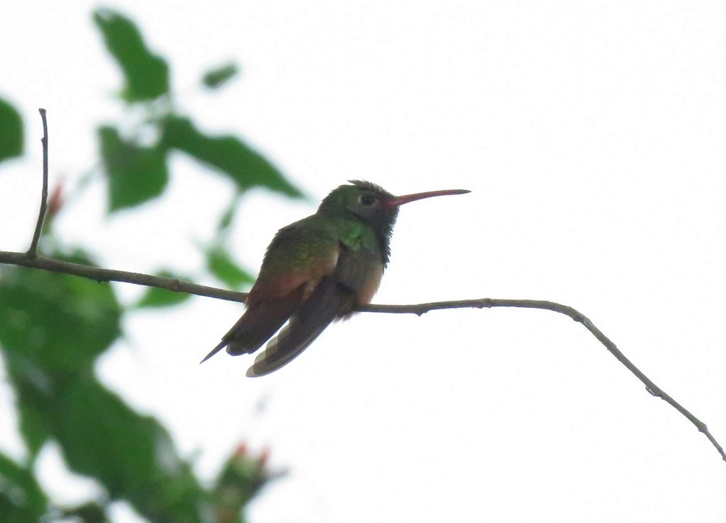 Buff-bellied Hummingbird - ML209331001