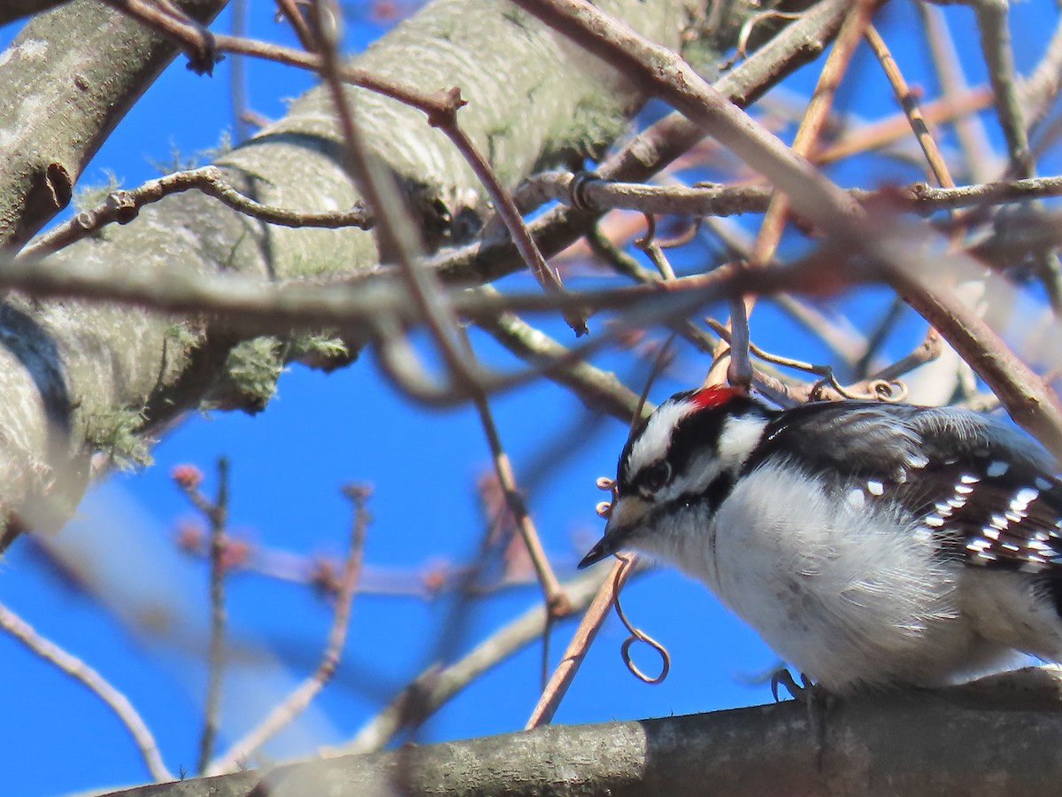 Downy Woodpecker - ML209331181