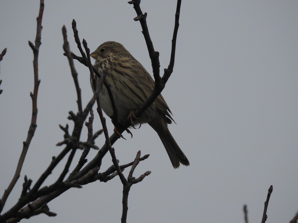 Corn Bunting - ML209331651