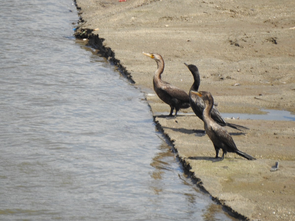 Cormorán Biguá - ML209332191