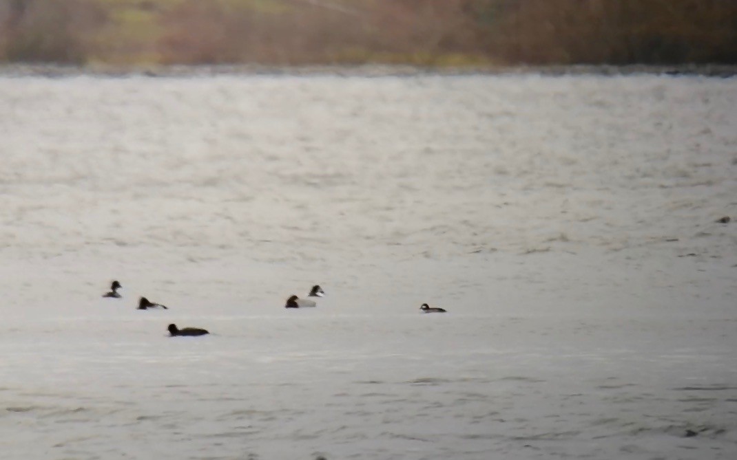 Bufflehead - ML209332601