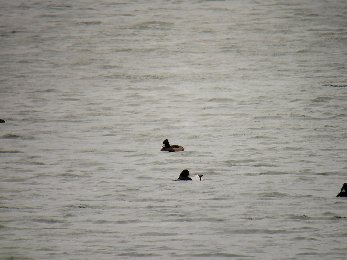 Lesser Scaup - Antoine Reboul