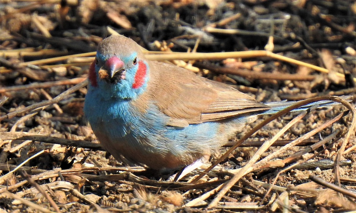 Red-cheeked Cordonbleu - ML209335421