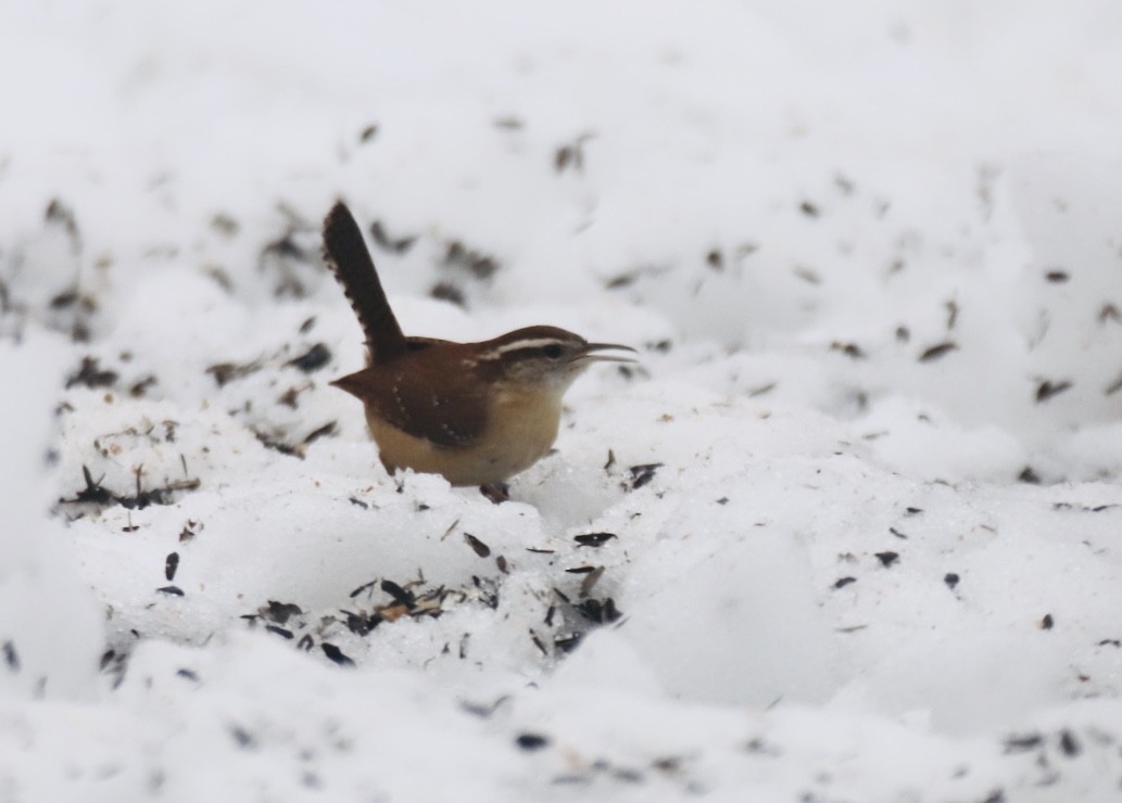 Carolina Wren - ML209336571