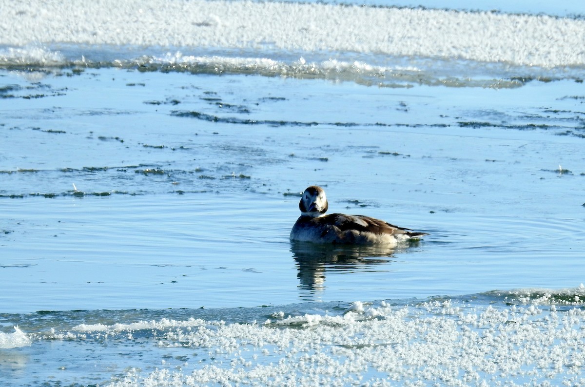 Long-tailed Duck - ML209340771
