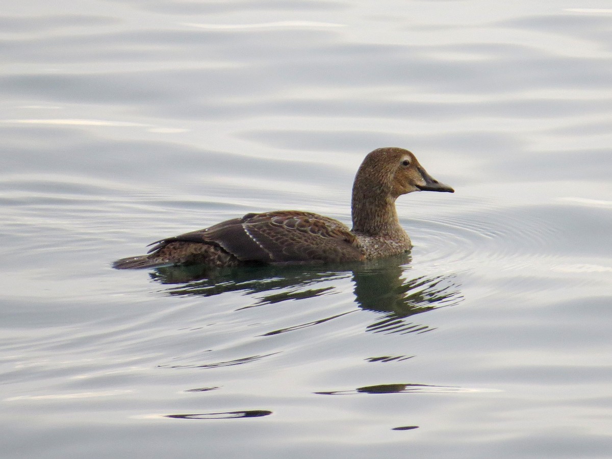 King Eider - Karen Wosilait