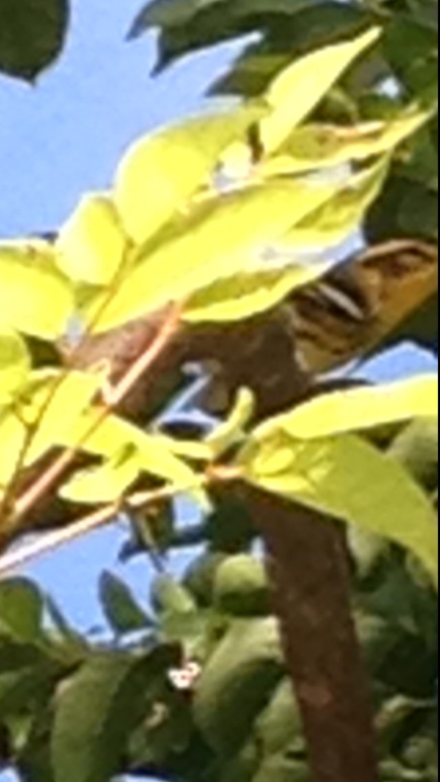 Blackburnian Warbler - ML20934121