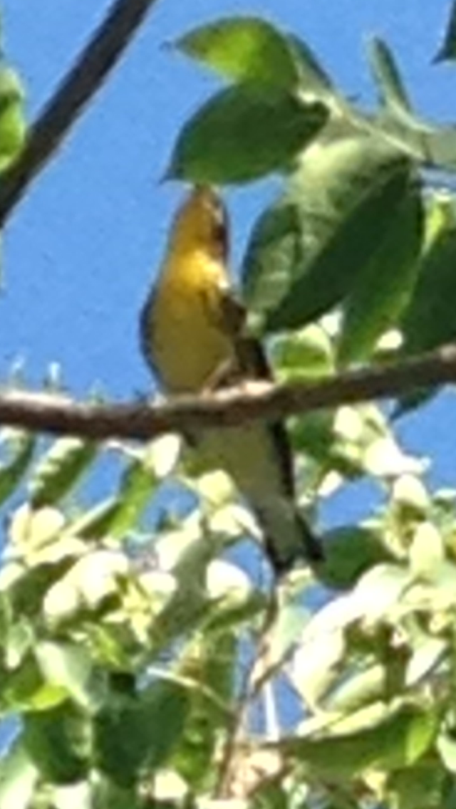 Blackburnian Warbler - ML20934131