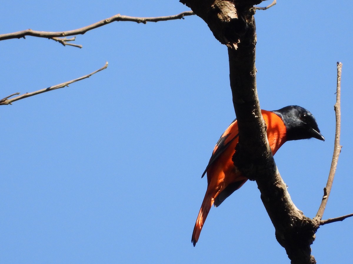 Scarlet Minivet - ML209343101