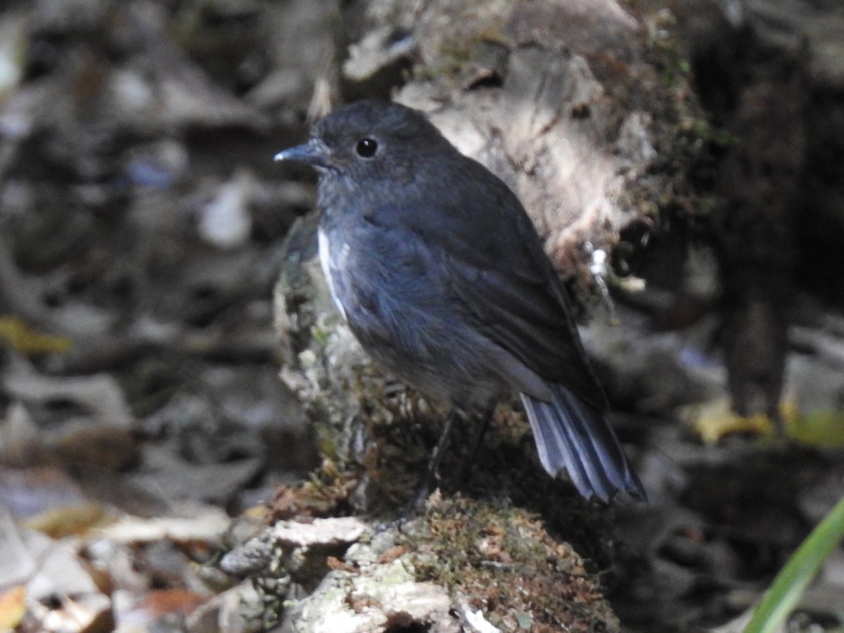 South Island Robin - Nick Dunckley