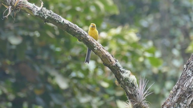 Yellow-headed Brushfinch - ML209345691