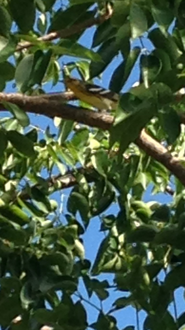 Blackburnian Warbler - ML20934721