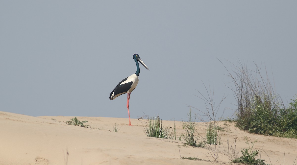 svarthalsstork - ML209347631