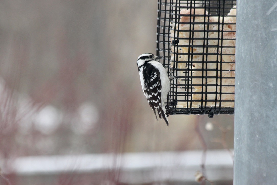 Downy Woodpecker - ML209347781