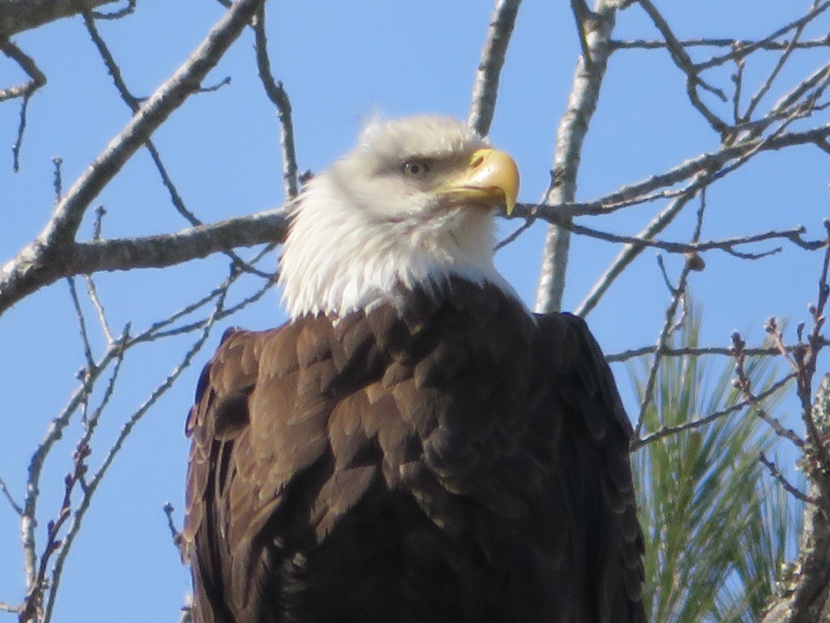 Bald Eagle - ML209349191