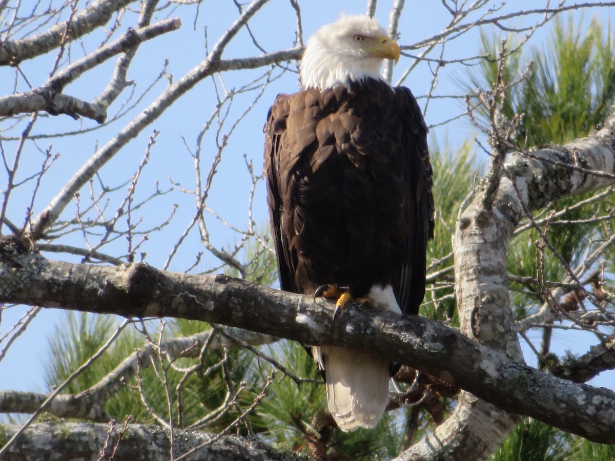 Bald Eagle - ML209349451