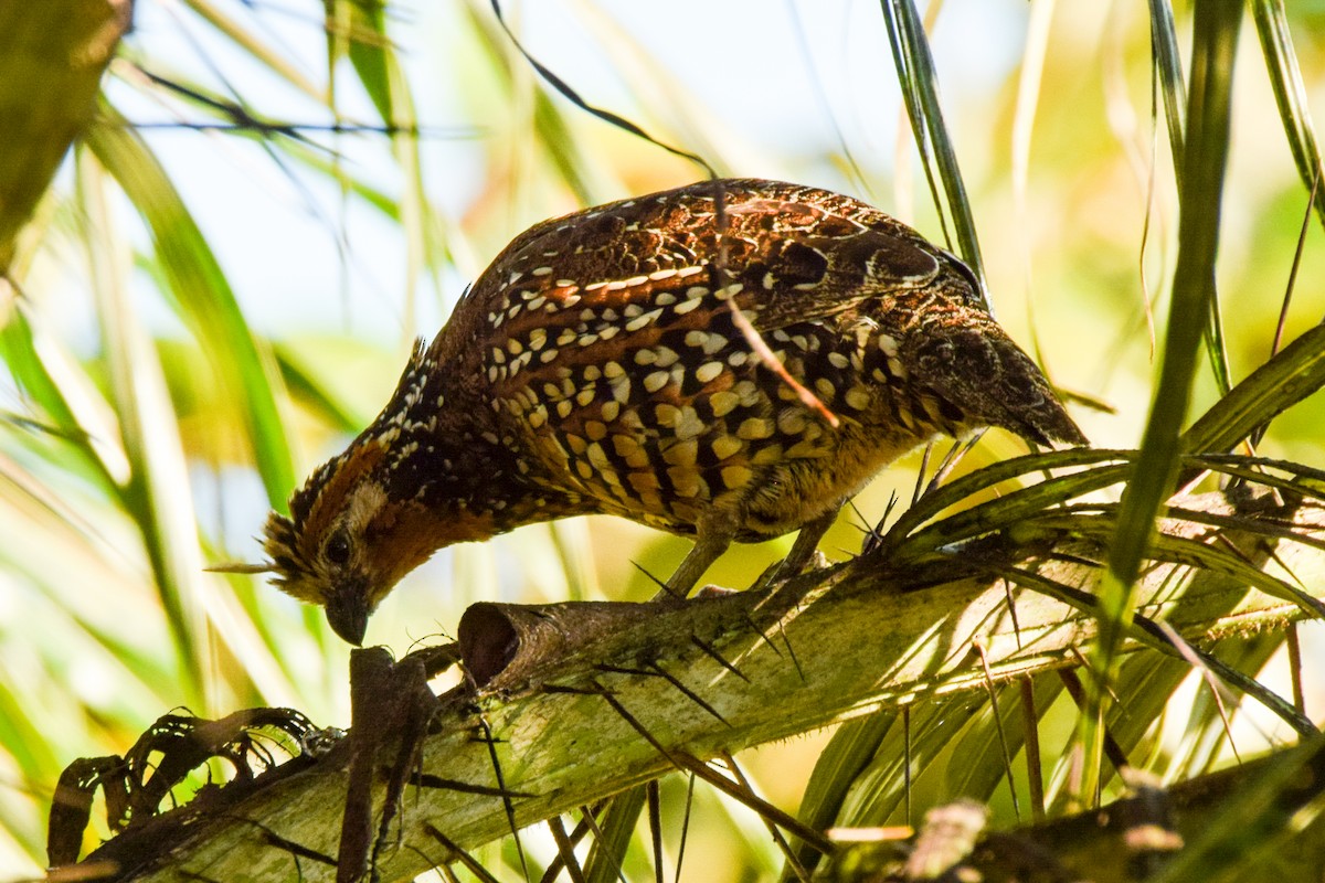 Crested Bobwhite - ML209349511