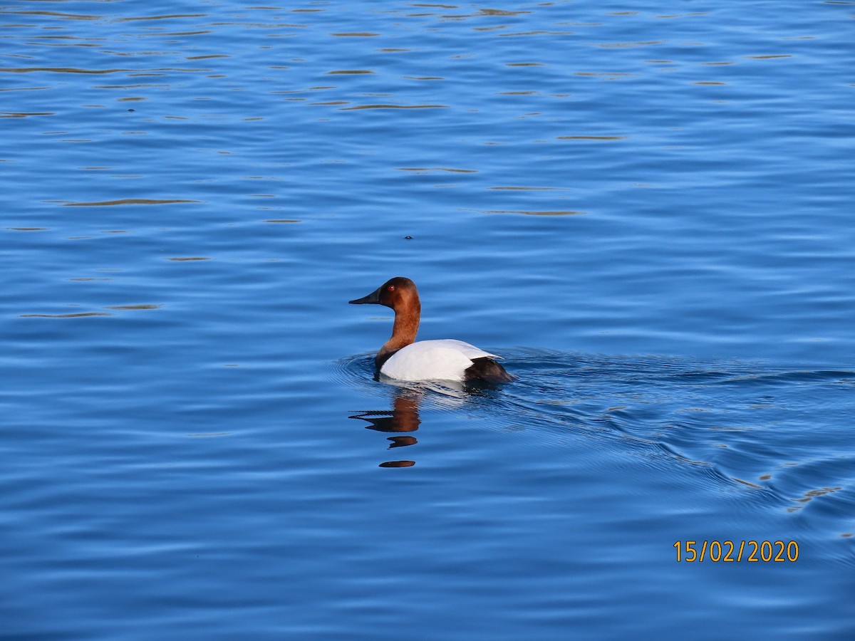 Canvasback - ML209350241