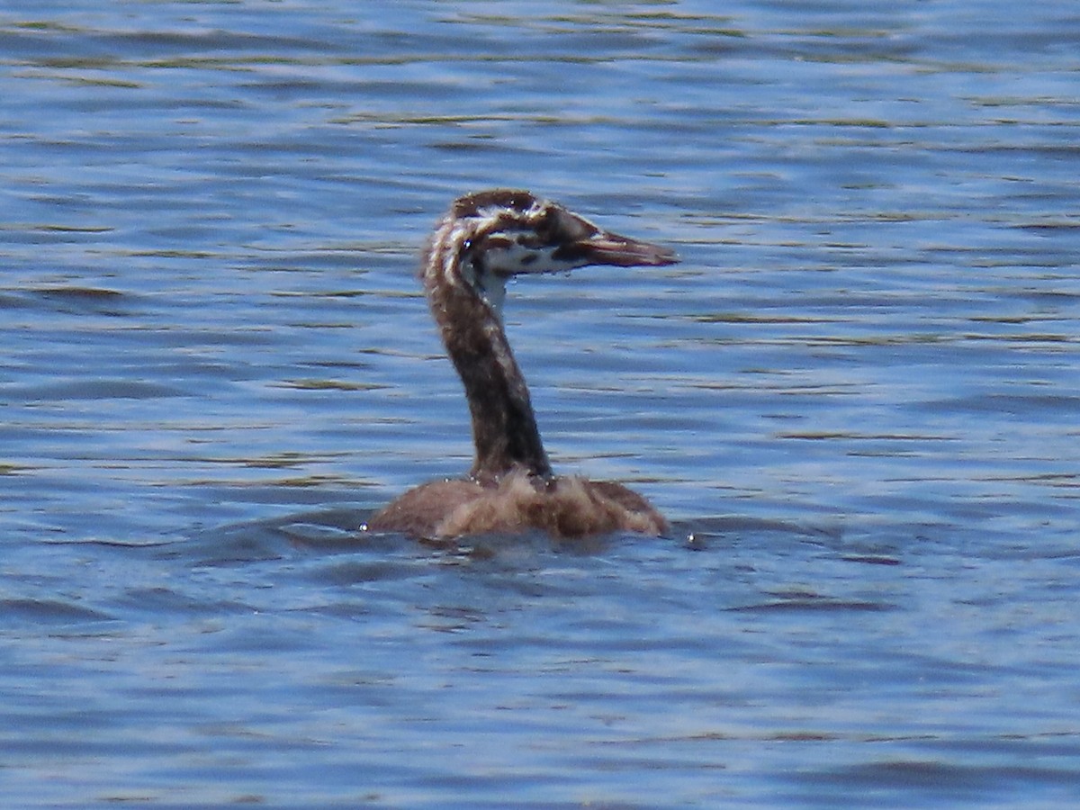 Great Crested Grebe - ML209351491