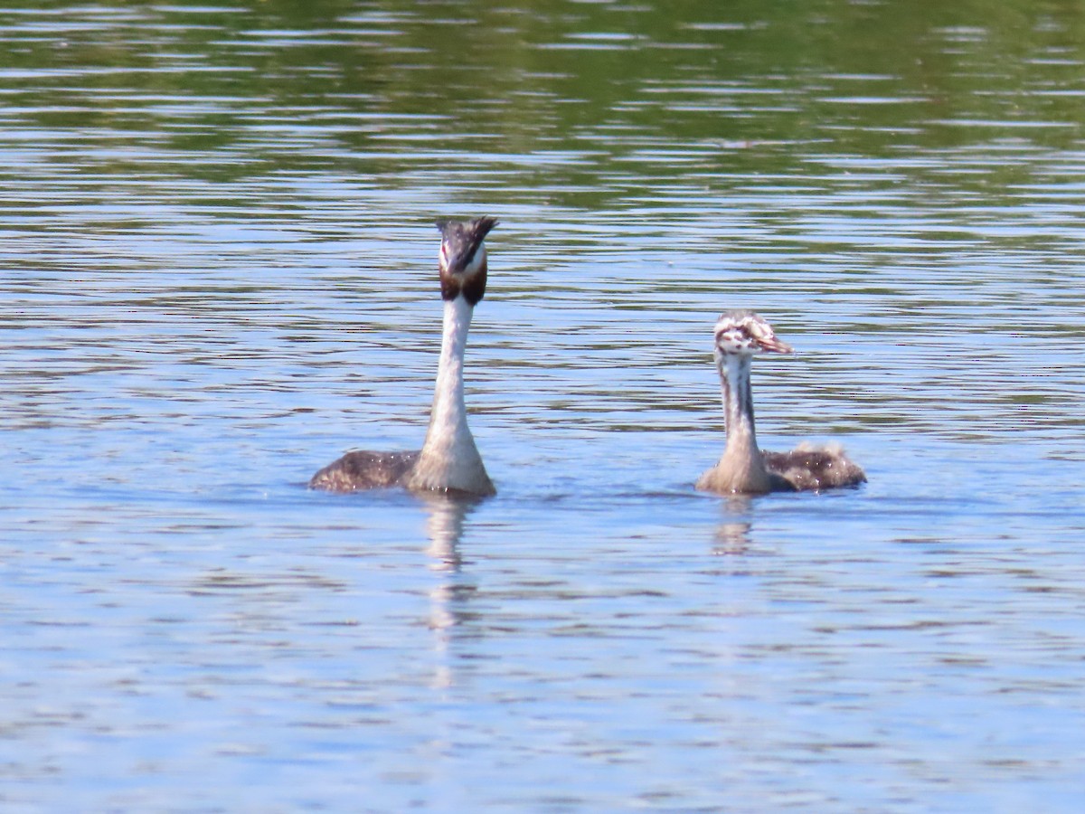 Great Crested Grebe - ML209351551