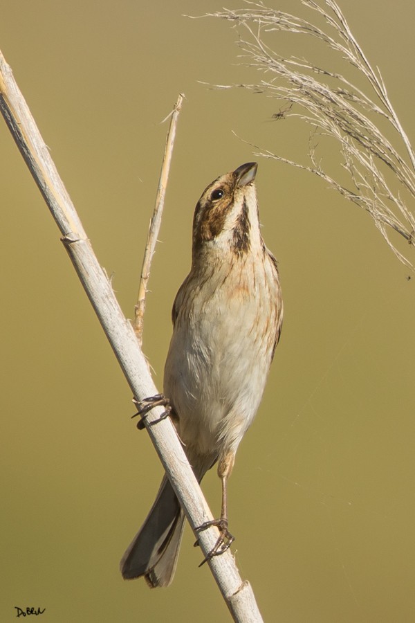 Reed Bunting - ML209351581