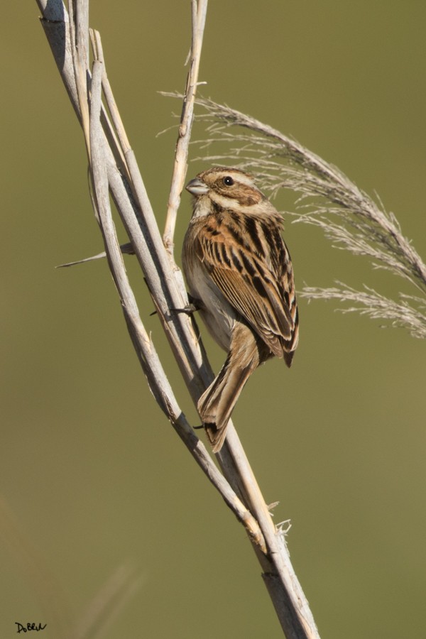 Reed Bunting - ML209351591