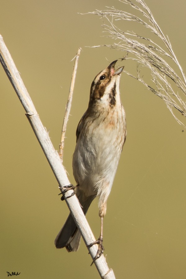 Reed Bunting - ML209351601