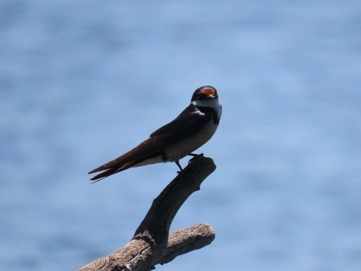 White-throated Swallow - Diane Durham