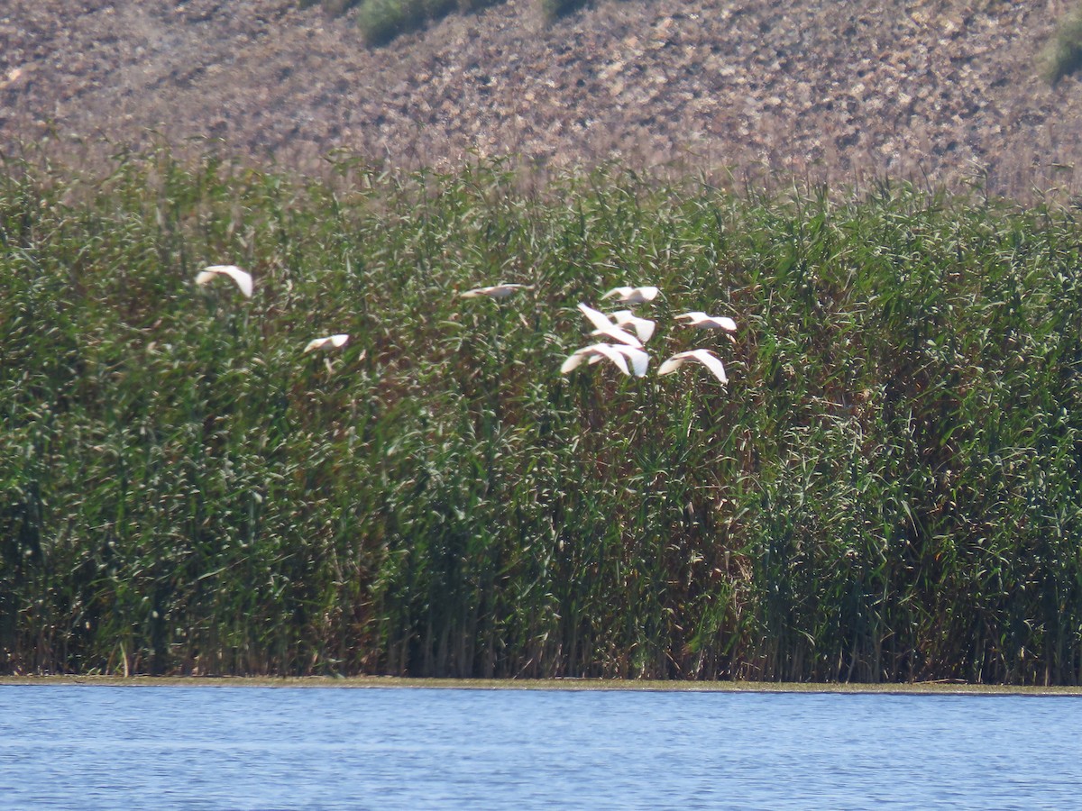 Western Cattle Egret - ML209352031