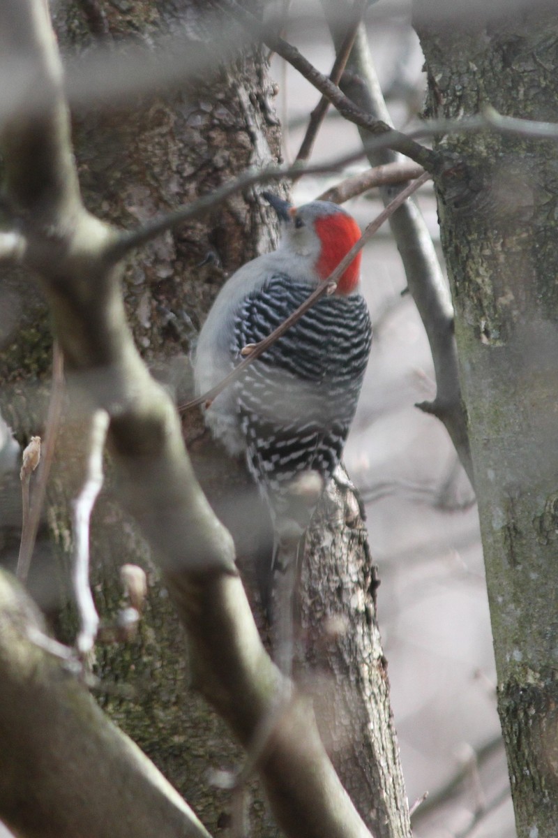 Red-bellied Woodpecker - Jay Mandarino