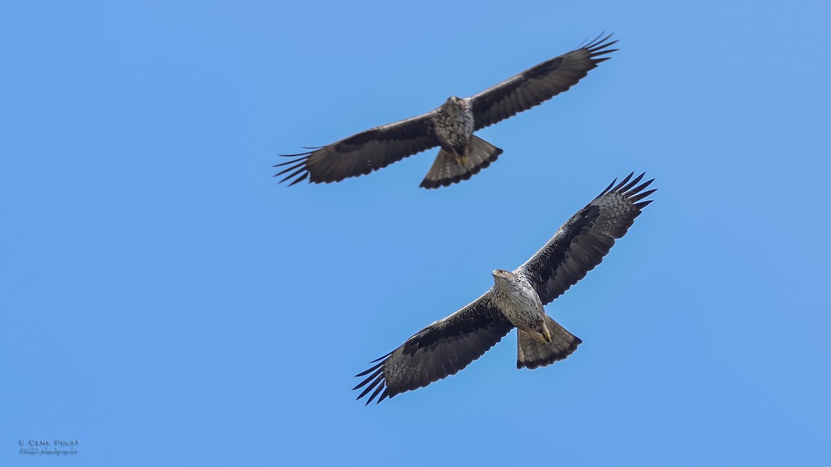 Bonelli's Eagle - Cenk Polat