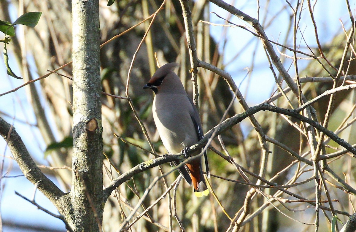 Bohemian Waxwing - ML209354431