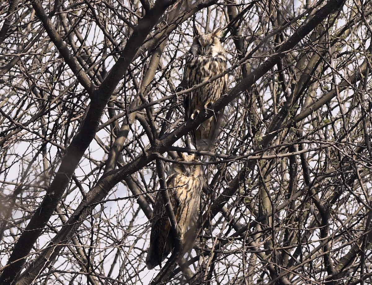 Long-eared Owl - ML209354471