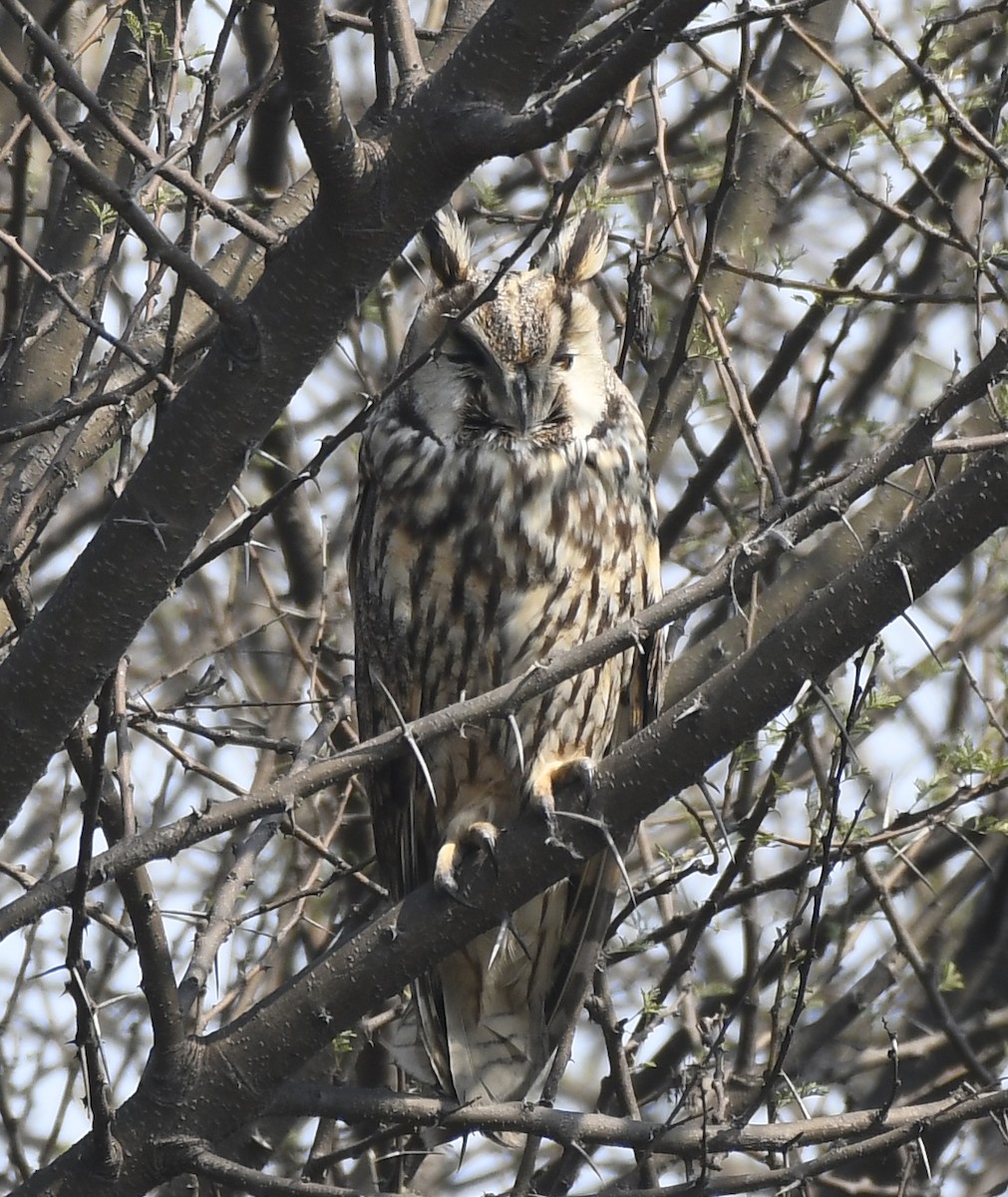 Long-eared Owl - ML209354751