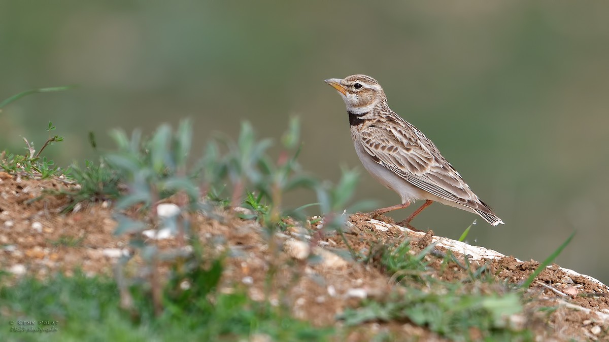 Bimaculated Lark - ML209355271