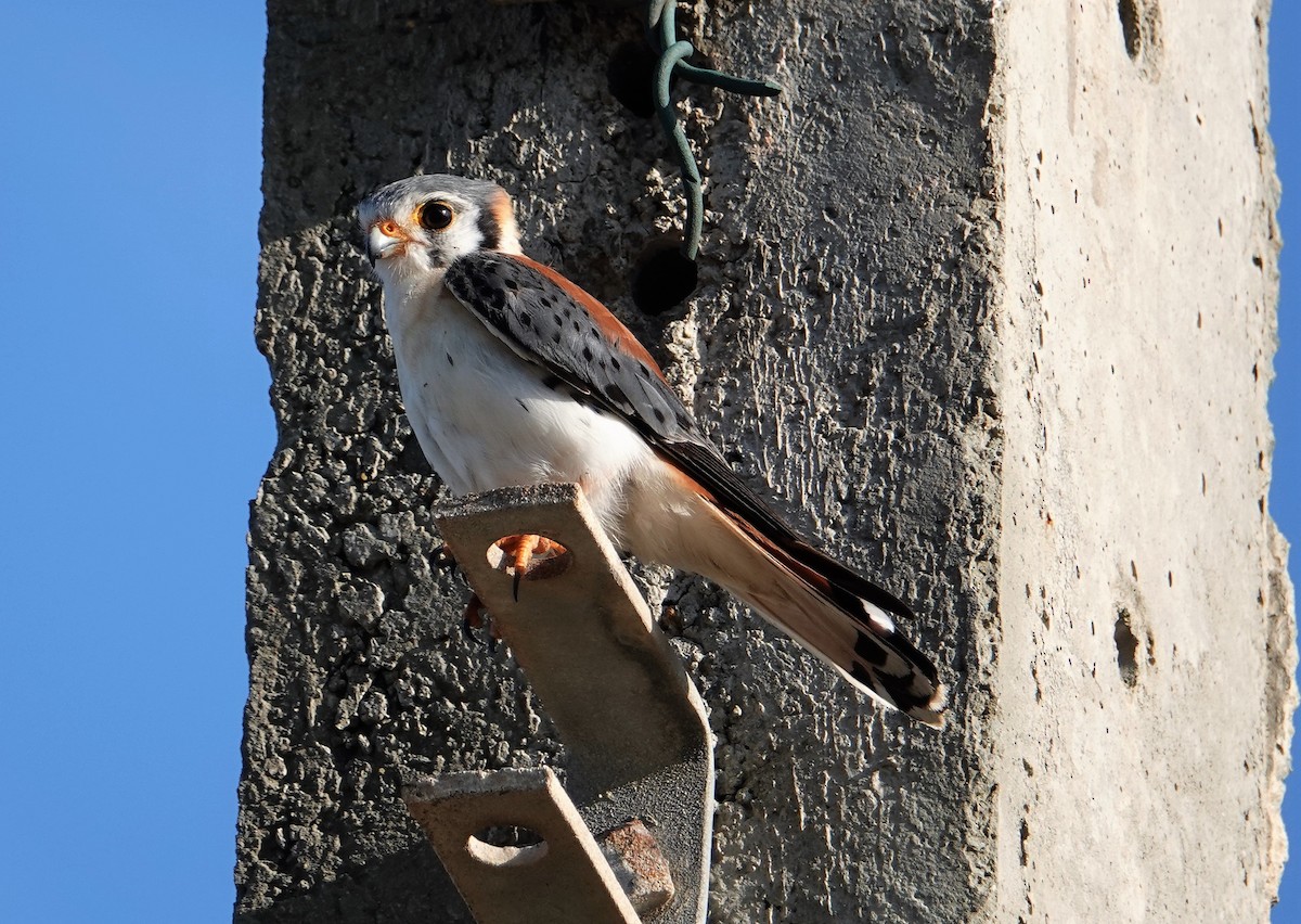 American Kestrel - ML209355331