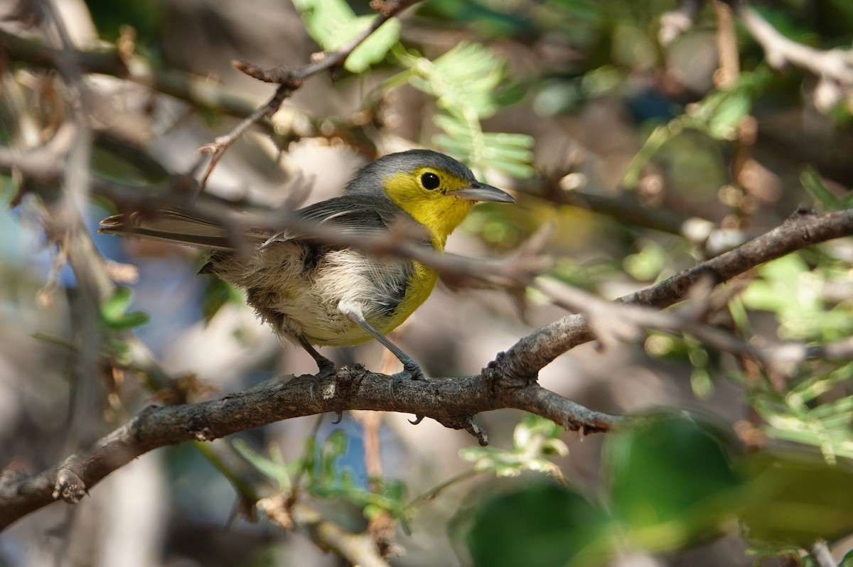 Oriente Warbler - Paul Prior