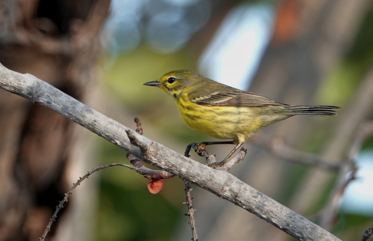 Prairie Warbler - ML209356071