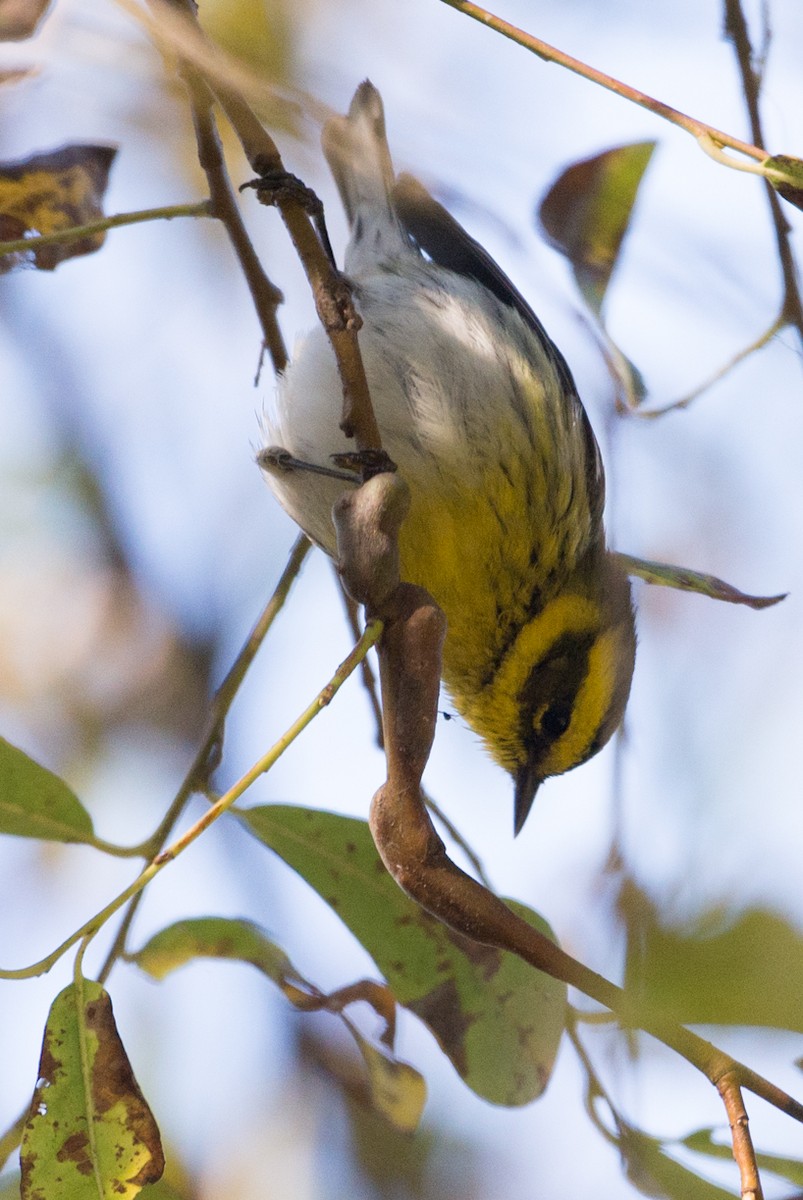 Townsend's Warbler - ML20935661