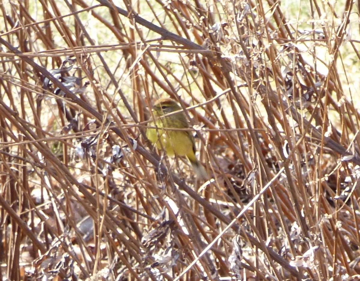 Palmiye Ötleğeni - ML209357211