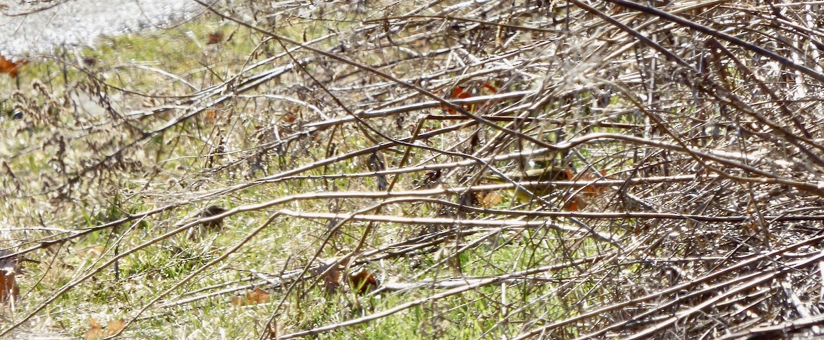 Palmiye Ötleğeni - ML209357461