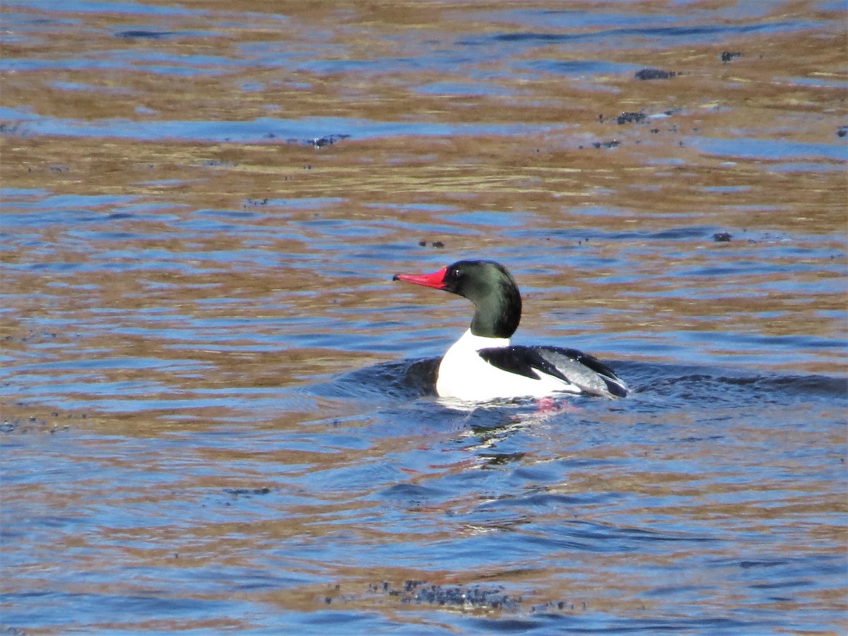 Common Merganser (North American) - ML209360131